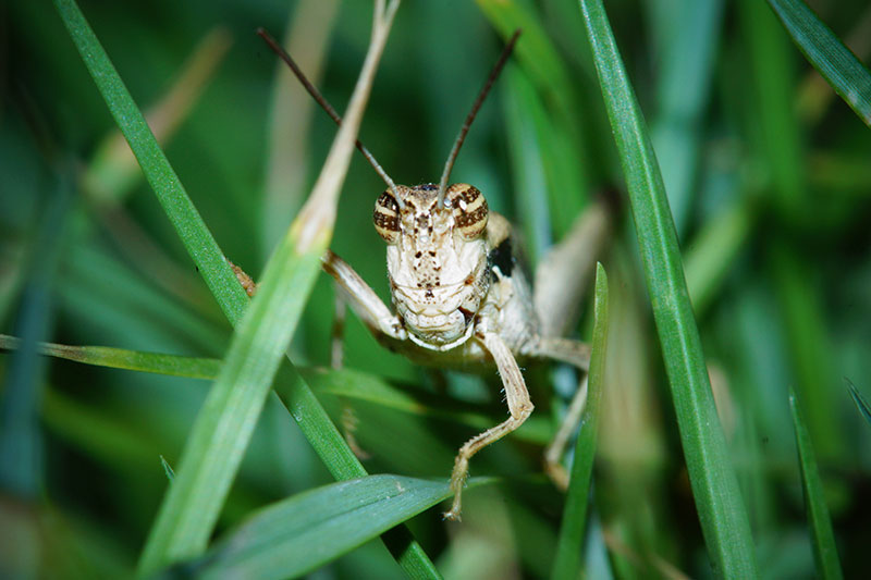 Grasshopper on the Minolta 100mm 2.8 macro